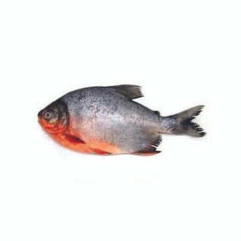 Fresh-water-pomfret-fish-small1