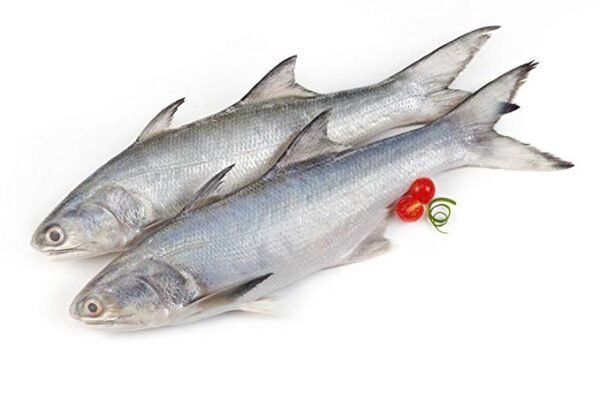 INDIAN SALMON - காலா மீன்