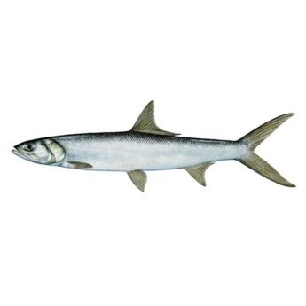 LADY-FISH