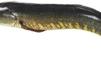 Live-murrel-fish