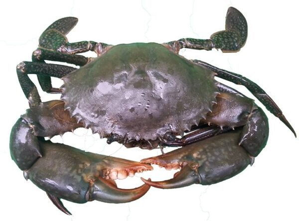 MUD CRAB - மண் நண்டு