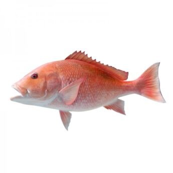 RED-SNAPPER