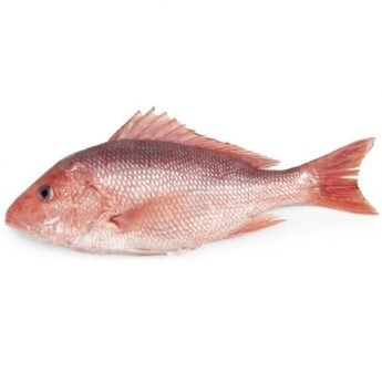 SANKARA-Fish