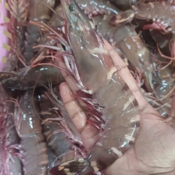 Tiger-Prawn